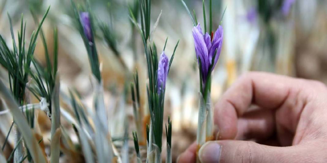 Dünyanın en değerli baharatına yeni boyut! Topraksız yetiştirdi, 1 milyondan fazla gelir sağladı: Hedefi üretimi artırmak 2